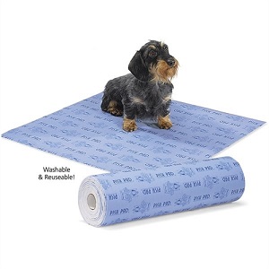 Wire Haired Dachshund on a Pish Pad
